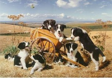 DogNames.ru - Клички для собаки с национальным колоритом