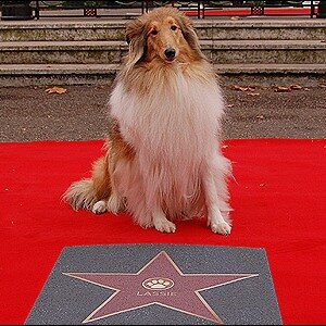 DogNames.ru - клички знаменитых собак