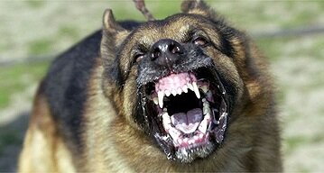 DogNames.ru - агрессивная кличка собаке