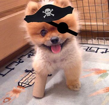 Кличка собаке в честь пирата! Клички со смыслом