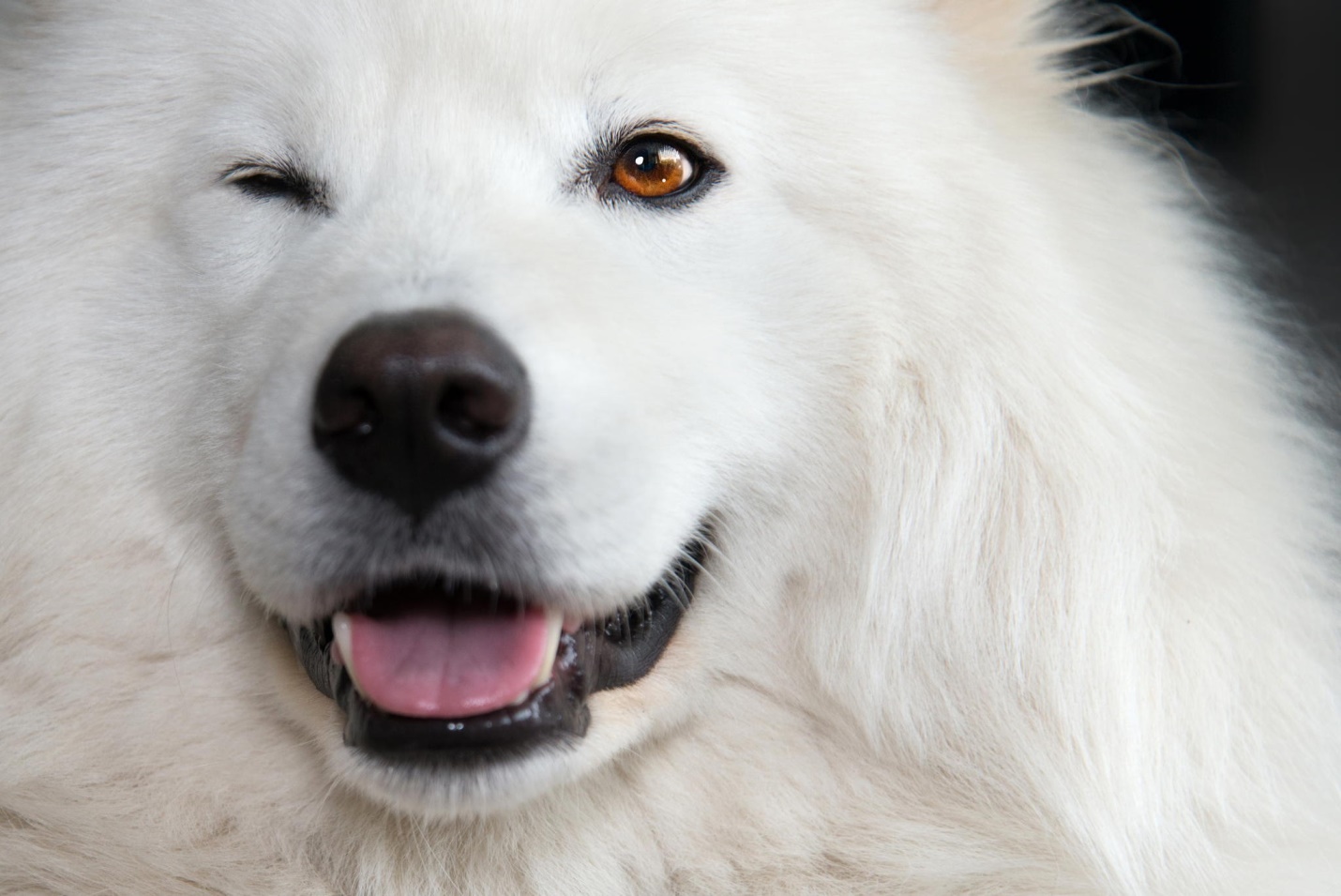 Лучшие клички для белых собак (475+ идей): красивые, оригинальные варианты