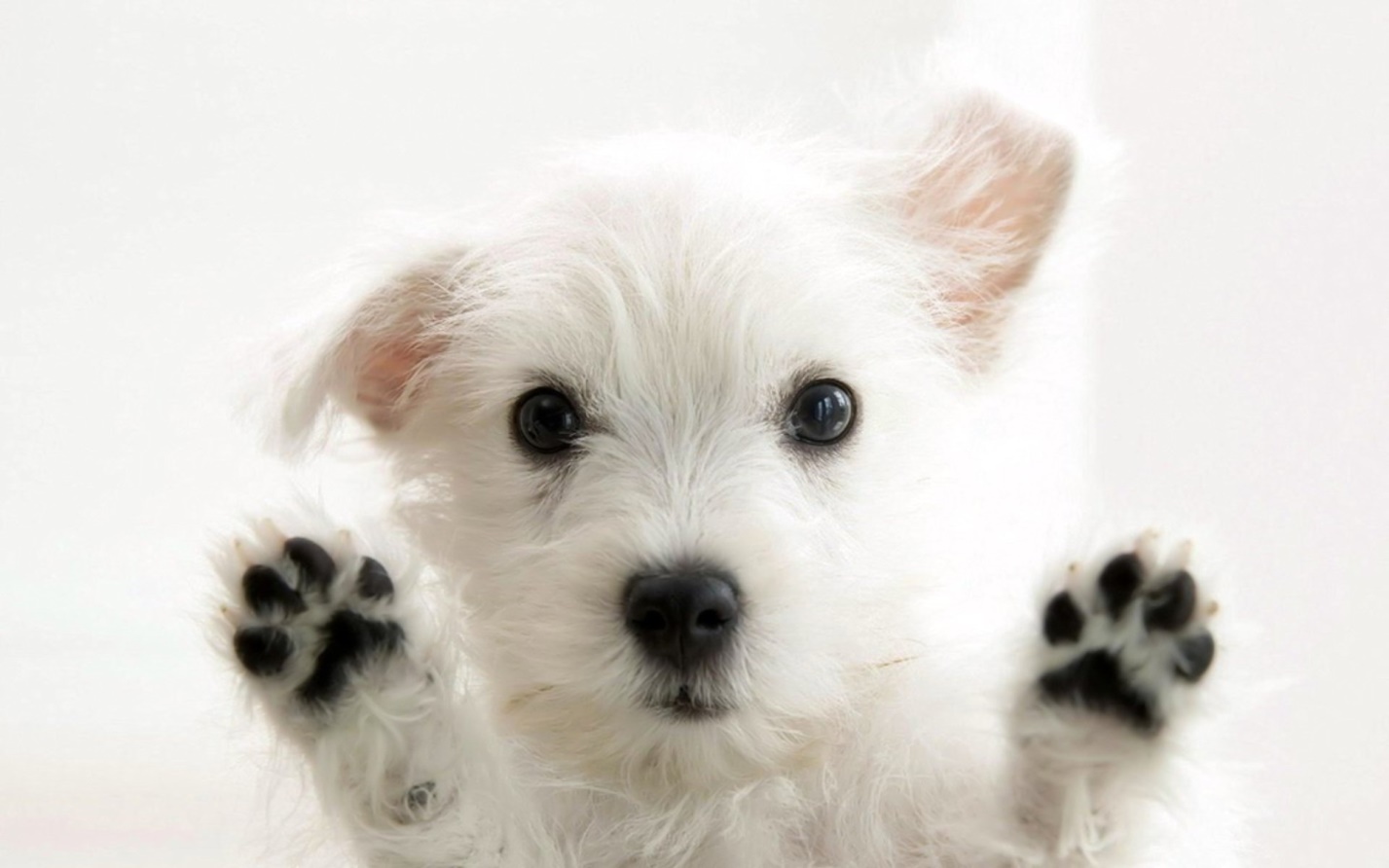 Лучшие клички для белых собак (475+ идей): красивые, оригинальные варианты