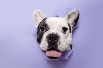 Лучшие клички для французского бульдога (440+ идей): милые, красивые варианты для собак мальчиков и девочек