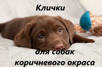 Лучшие клички для коричневых (шоколадных) собак (650+ идей): интересные варианты для мальчиков и девочек